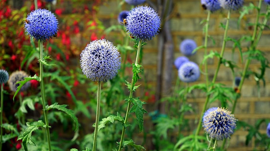 Flower, Head, Spring, Nature, Summer, bloom, green, flowering HD wallpaper