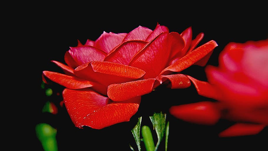 rose, blossom, bloom, close, purple, red rose, flower, flowering plant HD wallpaper