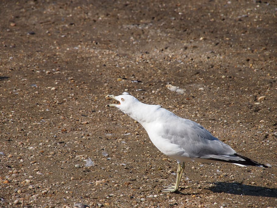 seagull, bird, coast, nature, beach, seaside, animal themes HD wallpaper