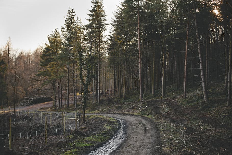 pathway between pine trees, forest, nature, outdoors, plant HD wallpaper