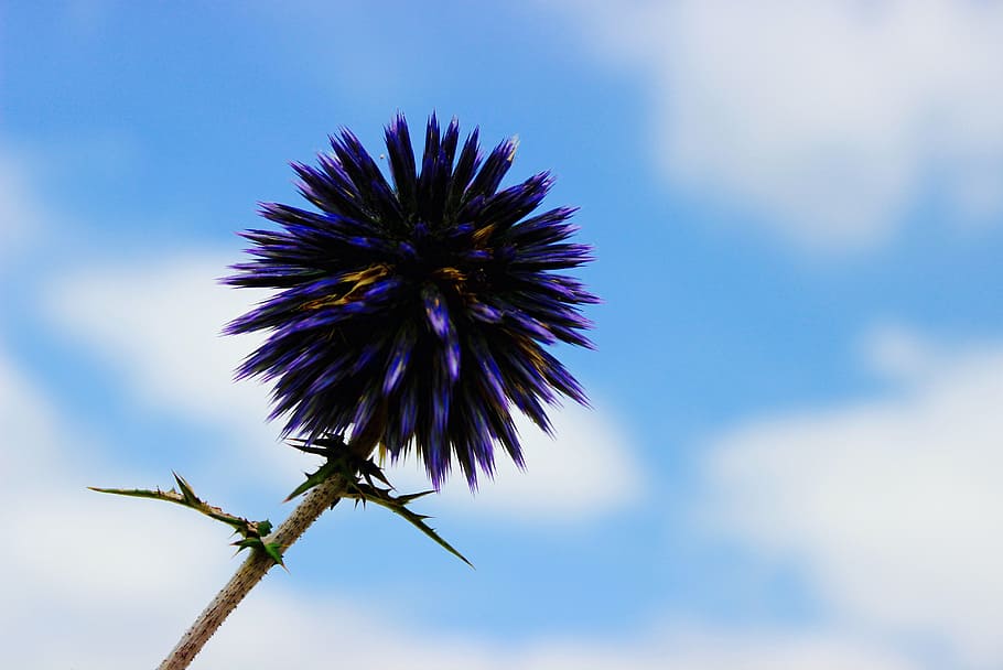 blue flower selective-focus photography at daytime, violet HD wallpaper