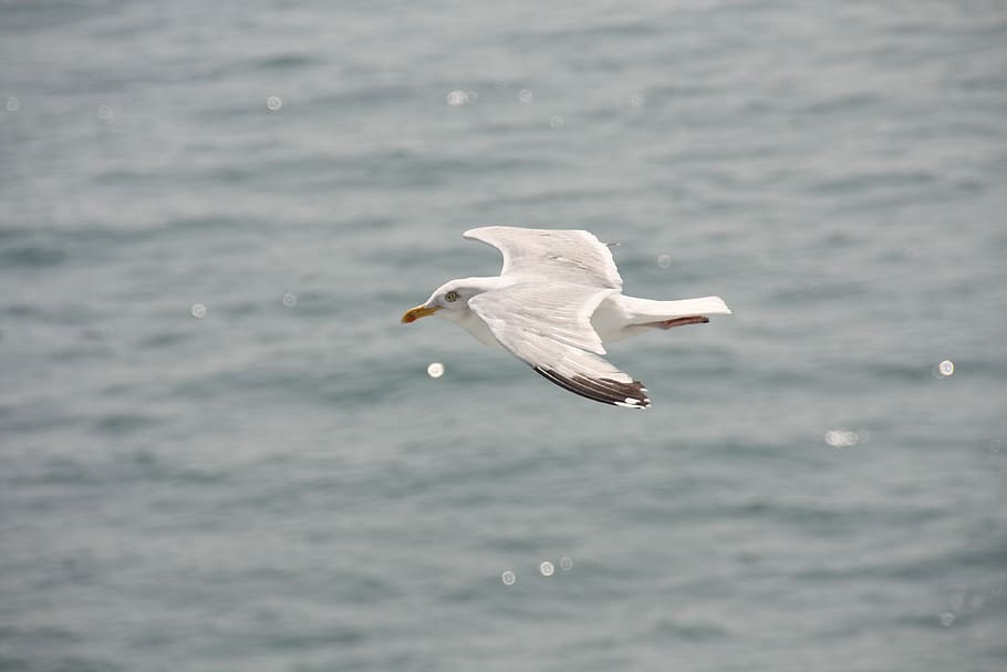 Gulls, Shipping, Ferry, Bird, Port, england, fly, island, sea HD wallpaper