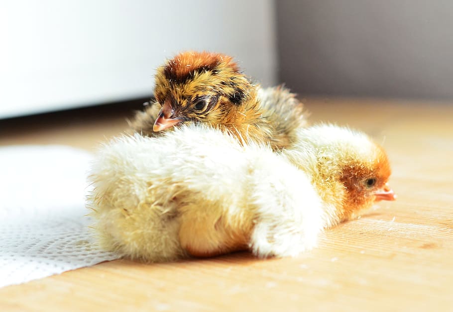 chicks, hatched, cute, fluff, fluffy, young animal, poultry HD wallpaper
