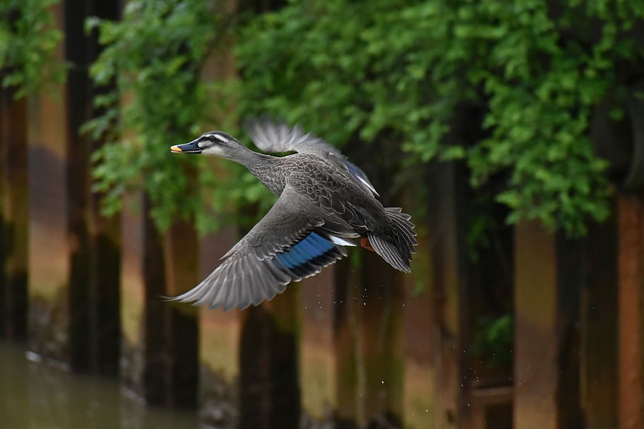 animal, river, waterside, bird, wild birds, waterfowl, duck HD wallpaper