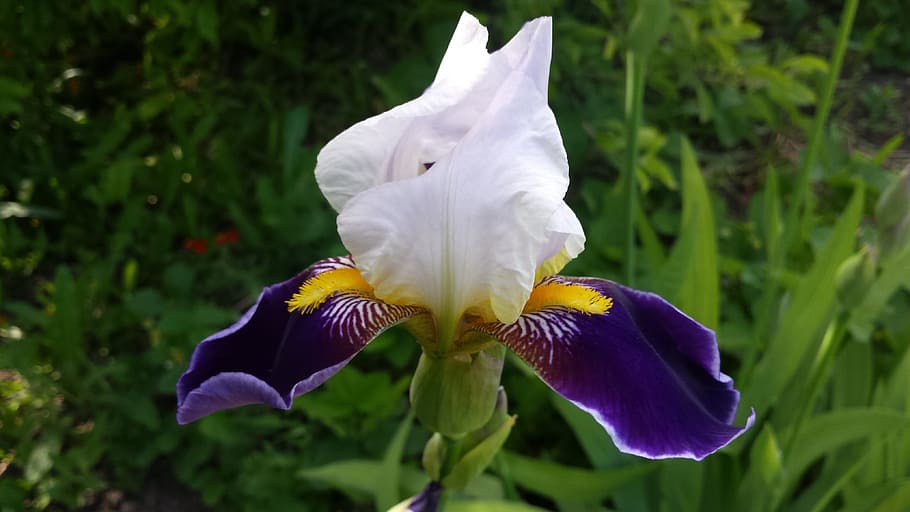 Iris, Flower, Spring, Sun, Nature, garden, spring flowers, bright flower HD wallpaper