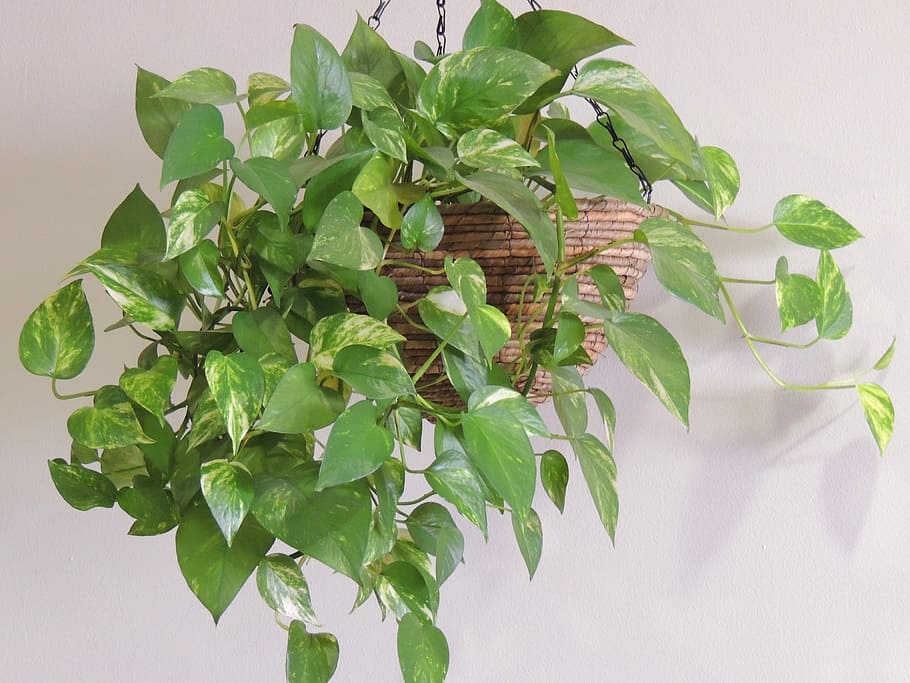 plant, poto, flower, green, leaves, flowerpot, inside, leaf, HD wallpaper