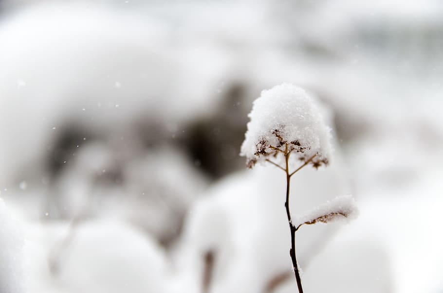 selective focus photo of snow on plant, winter, cold, white HD wallpaper
