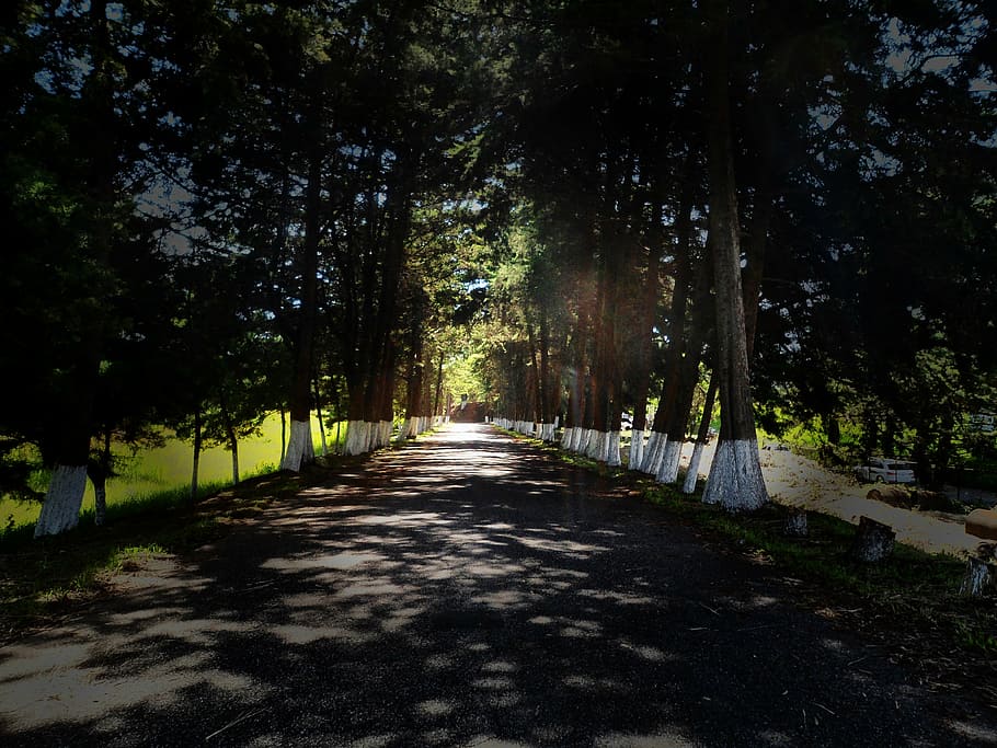 path, street, forest, via, lane, walk, trees, light, landscape HD wallpaper