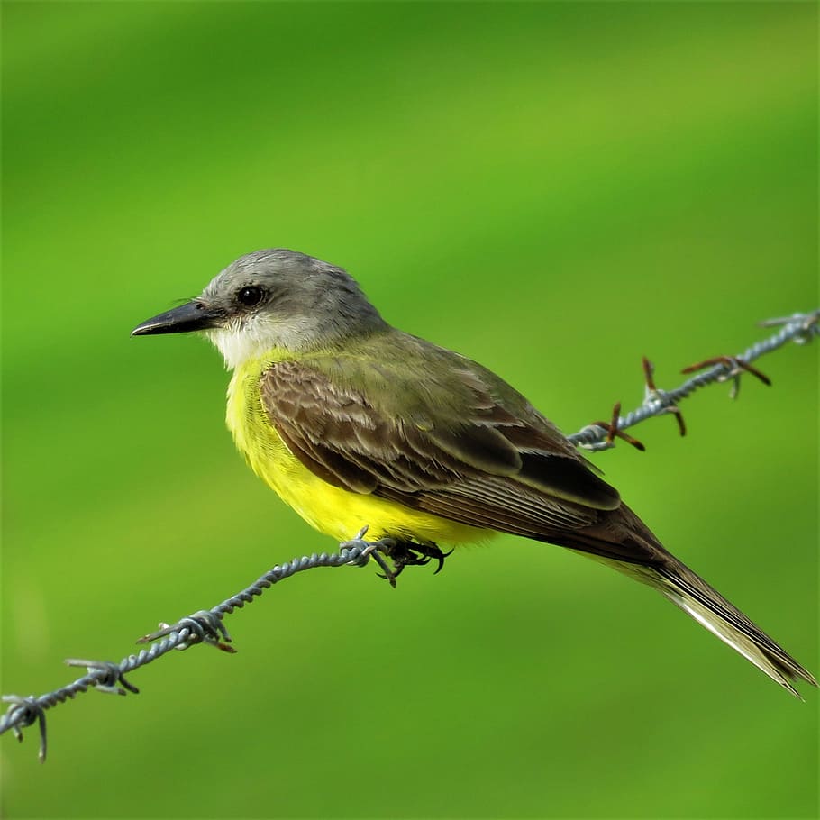 bird, yellow bird, barbed wire, animal themes, vertebrate, animals in the wild HD wallpaper