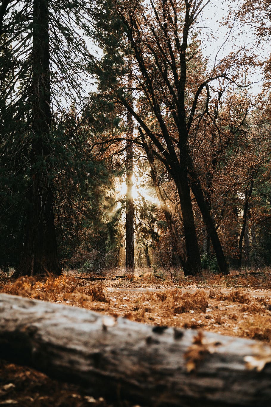 brown leaves on ground surround with trees at daytime, tall trees under white sky HD wallpaper
