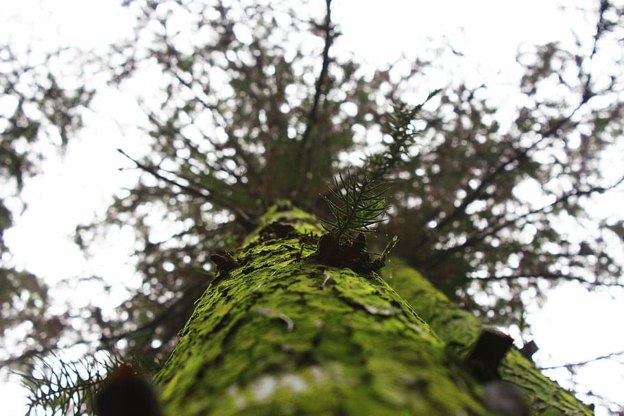 vintage, classic, old, tree, nature, forest, branch, outdoors HD wallpaper