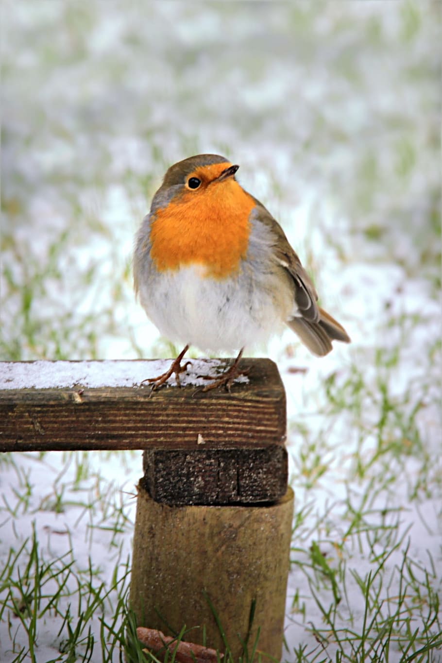 small bird perched on the wooden panel, robin, erithacus rubecula HD wallpaper