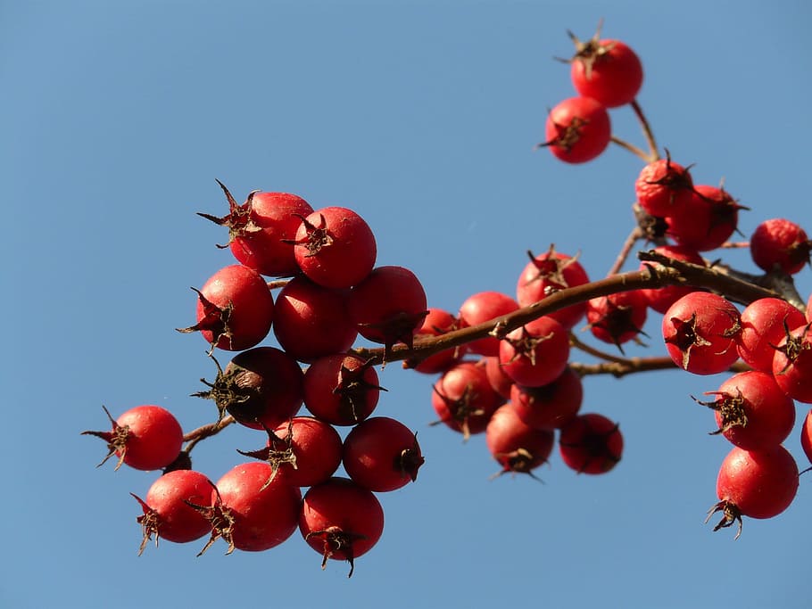 Berries, Fruits, Red, Tree, berry red, leather leaf weißdorn HD wallpaper