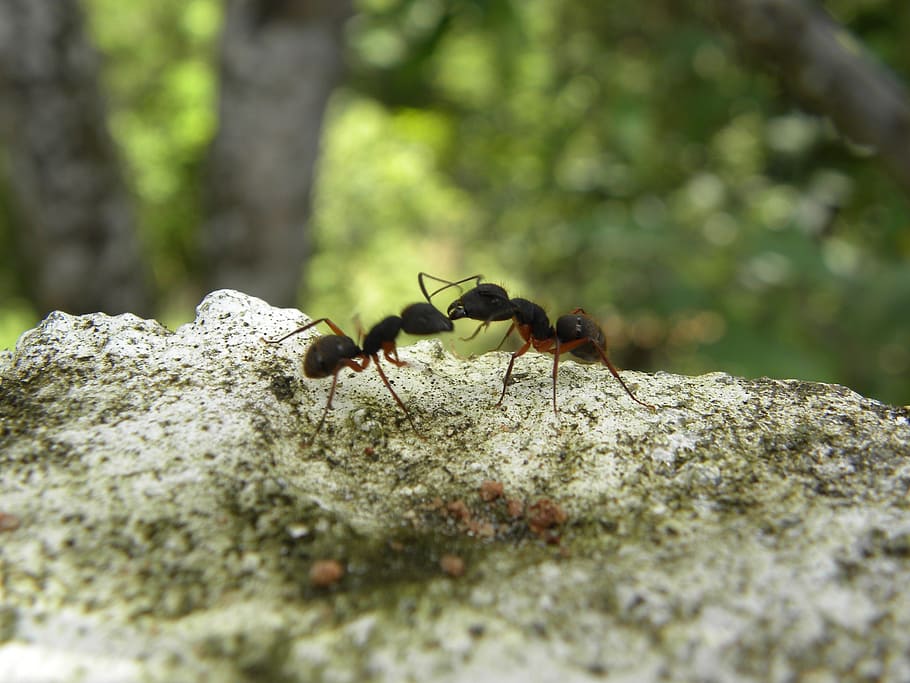 ants, fighting, insects, invertebrate, animal, animal themes HD wallpaper