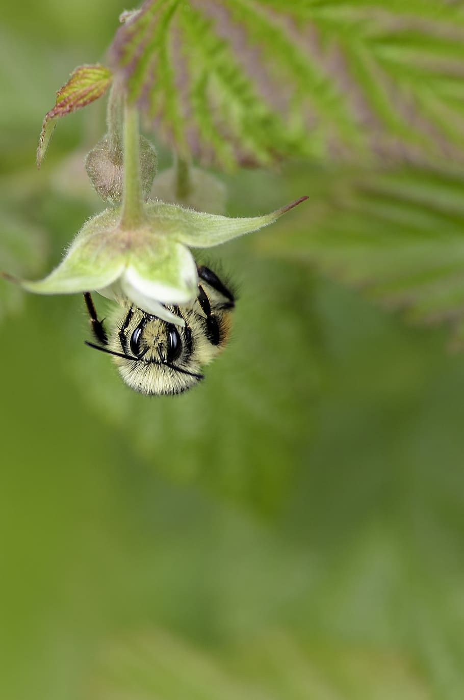 bee, insect, flower, pollination, nature, macro, busy, wildlife HD wallpaper