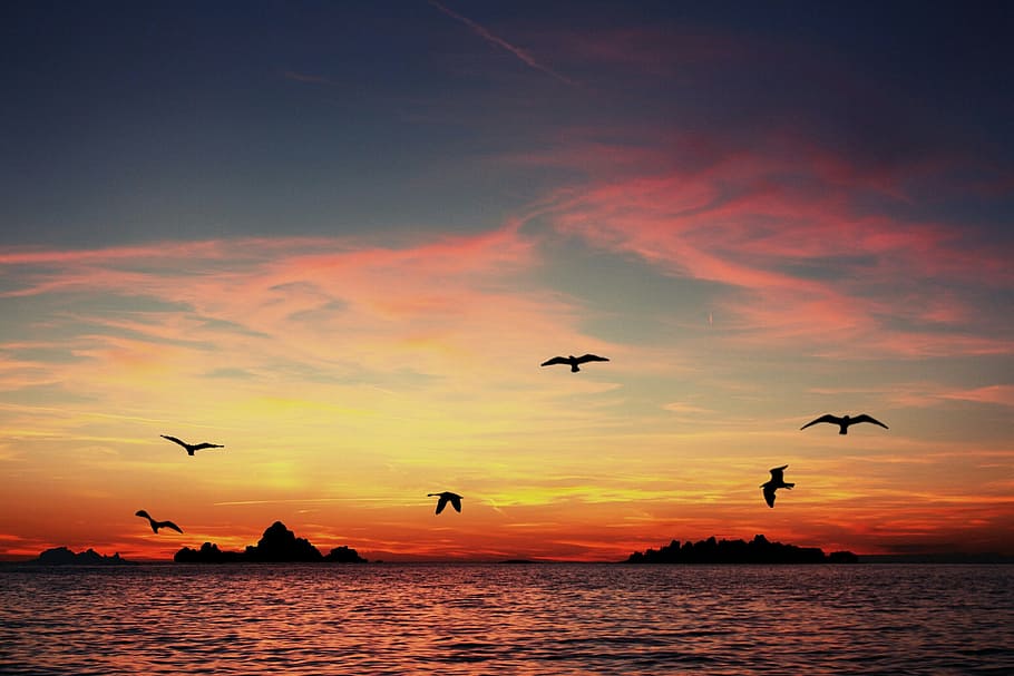 seagulls flying above body of water silhouette photo, sunset HD wallpaper