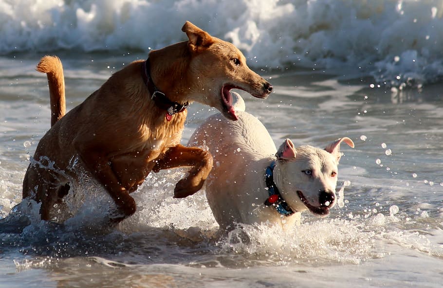 brown and white dogs in the body of water, play, fun, romp HD wallpaper