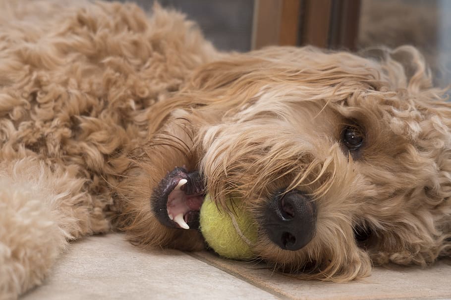 doodle and ball, one animal, dog, canine, animal themes, pets HD wallpaper