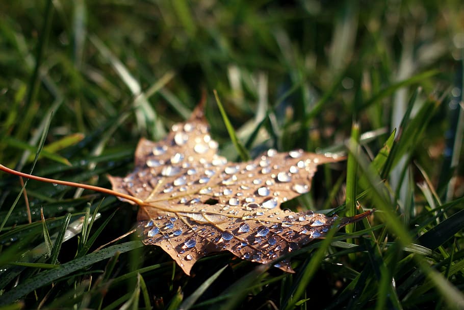 withered leaf on green grass, droplets, season, autumn, fall, HD wallpaper