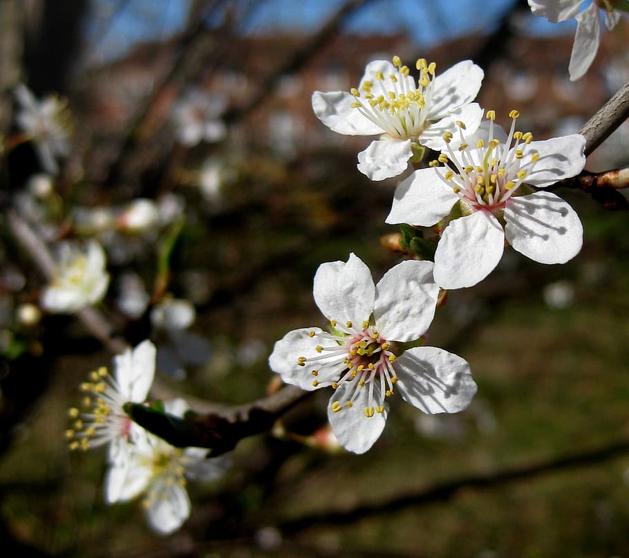 flowering tree, white flowers, spring, odense, natural, denmark HD wallpaper