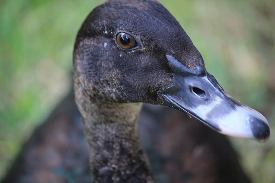 duck, ave, peak, beauty, animal, farm, waterfowl, nature, pen HD wallpaper