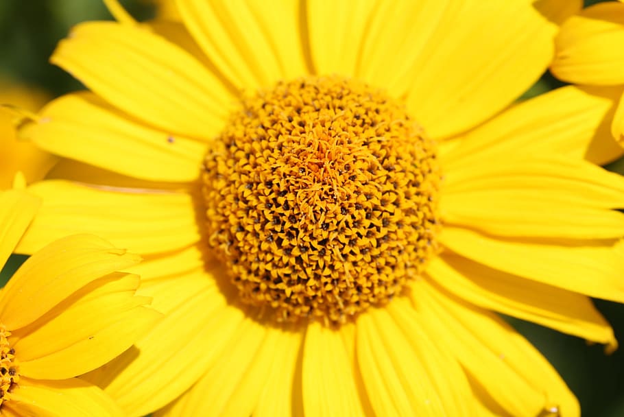 Flower, Close, Blossom, Bloom, Macro, yellow, garden, plant HD wallpaper