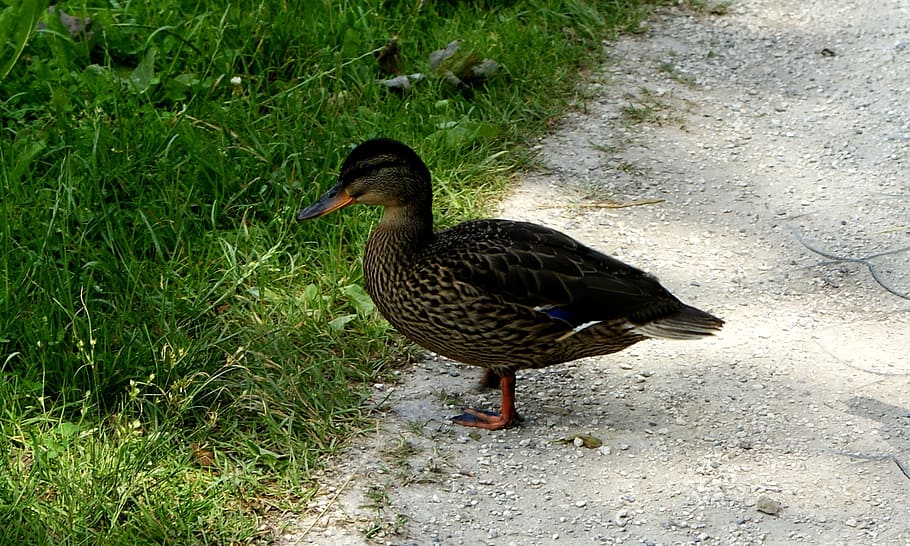 duck, grass, nature, bird, cove, alley, way, the path, vertebrate HD wallpaper