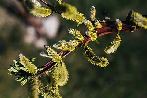 Early spring garden, plants, hoe, gardening, watering can, seedling HD wallpaper