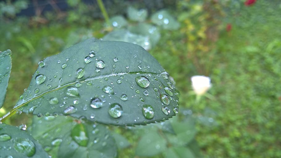 rose, leaf, rain, drops, rose leaf, rain drops, rain drops on leaf HD wallpaper