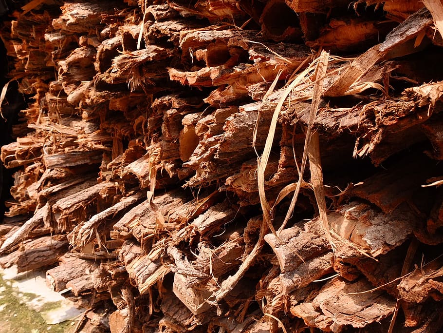 bark, sunshine, arrange, full frame, backgrounds, no people HD wallpaper