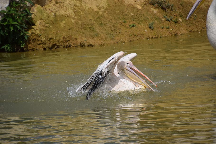 pelican, water, white, animal, animals in the wild, animal themes HD wallpaper