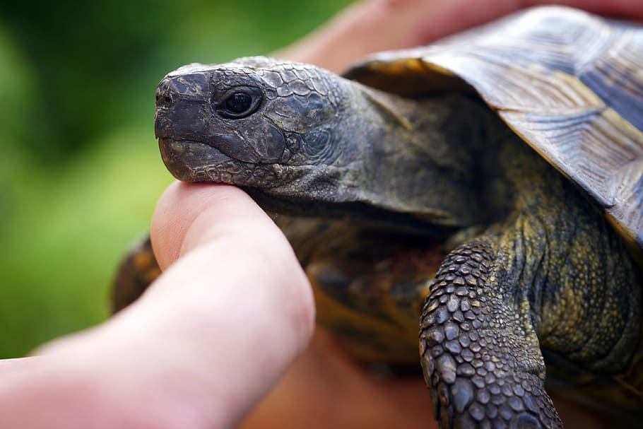 closeup photography of person touching brown and green turtle HD wallpaper