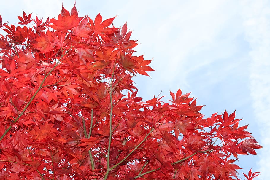 maple, red, leaves, tree, autumn, nature, red maple, fall leaves HD wallpaper