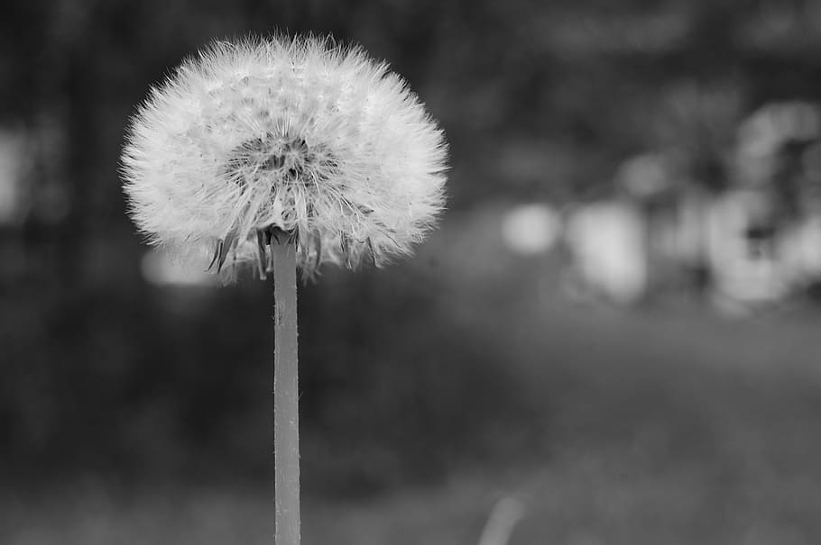 dandelion, field, summer, flower, plant, focus on foreground HD wallpaper