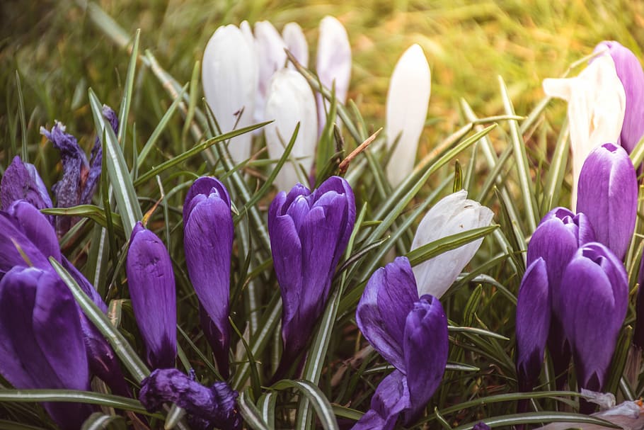 Flower, Spring, Park, Sun, Animus, purple, growth, nature, freshness HD wallpaper
