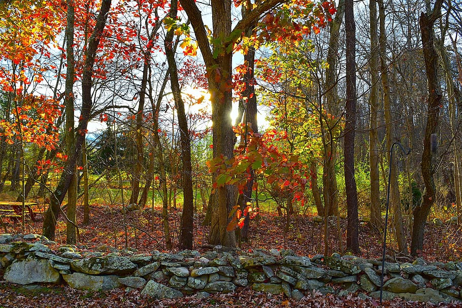 foliage, trees, stone wall, autumn, rural, season, landscape HD wallpaper
