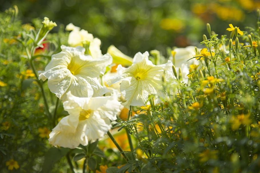 petunia, white, flowers, beautiful, landscape, plant, green HD wallpaper