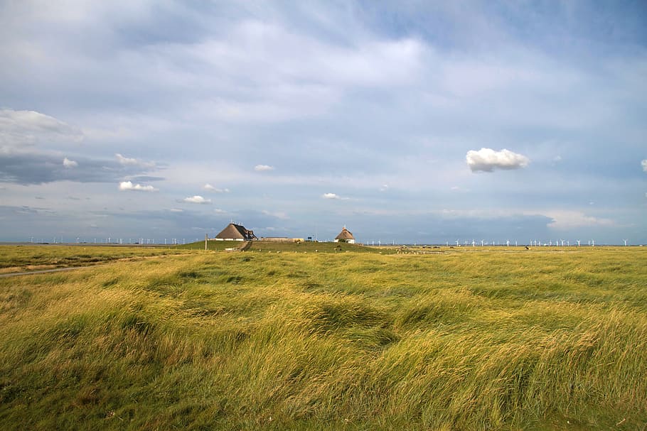Hamburger Hallig, Wadden Sea, North Sea, salt meadow, coast, HD wallpaper