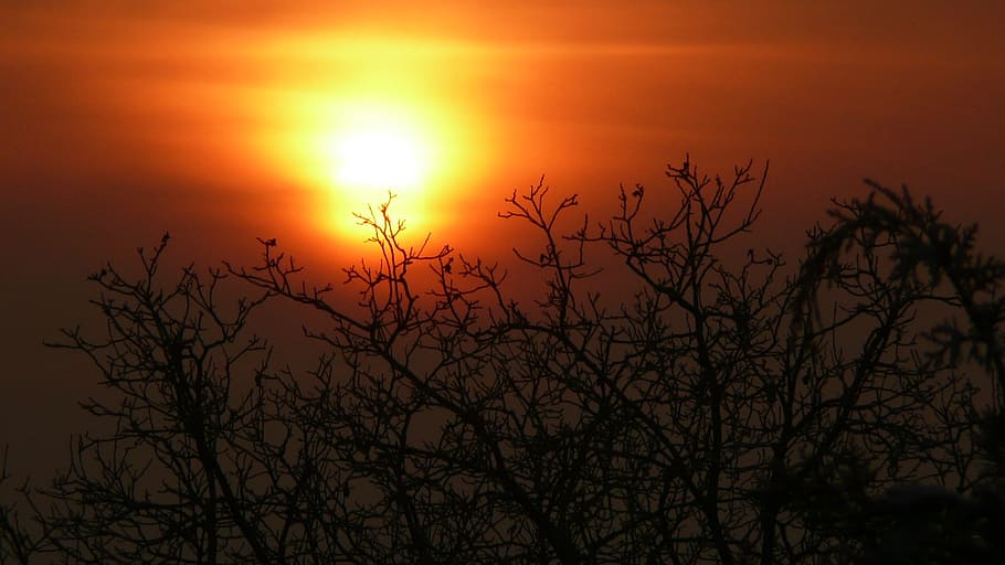sun, setting, sunset, glow, dusk, tree, sky, orange, silhouette HD wallpaper