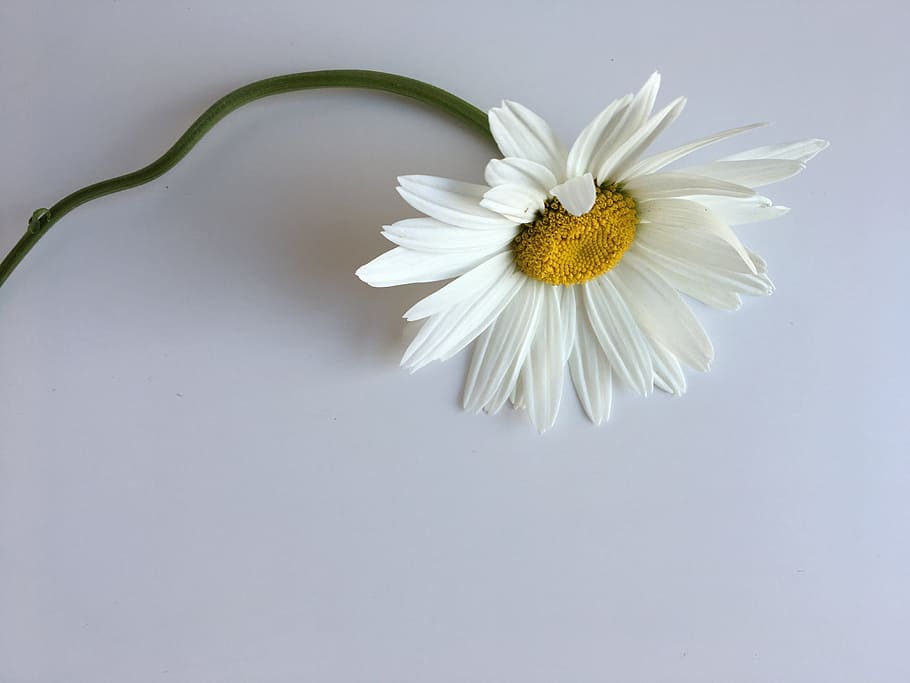 flower, white, nature, summer, natural, petal, decorative, white flower HD wallpaper