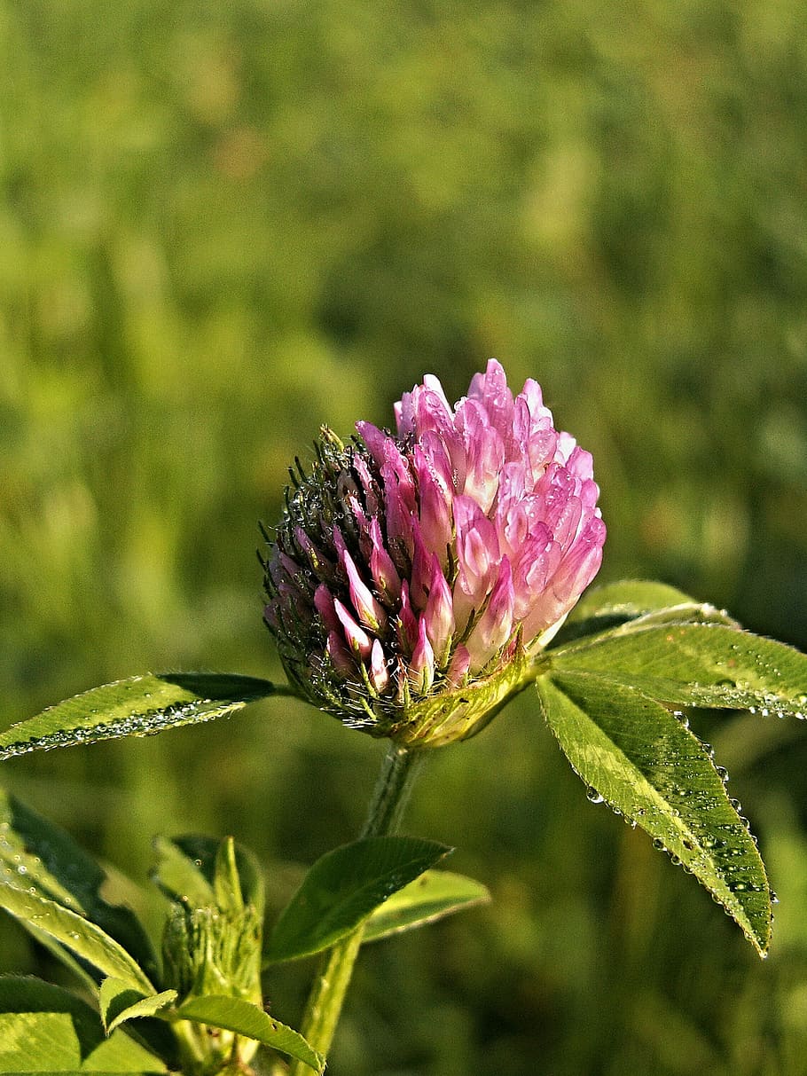 Clover, Flower, Dew, Macro, nature, pink color, plant, growth HD wallpaper