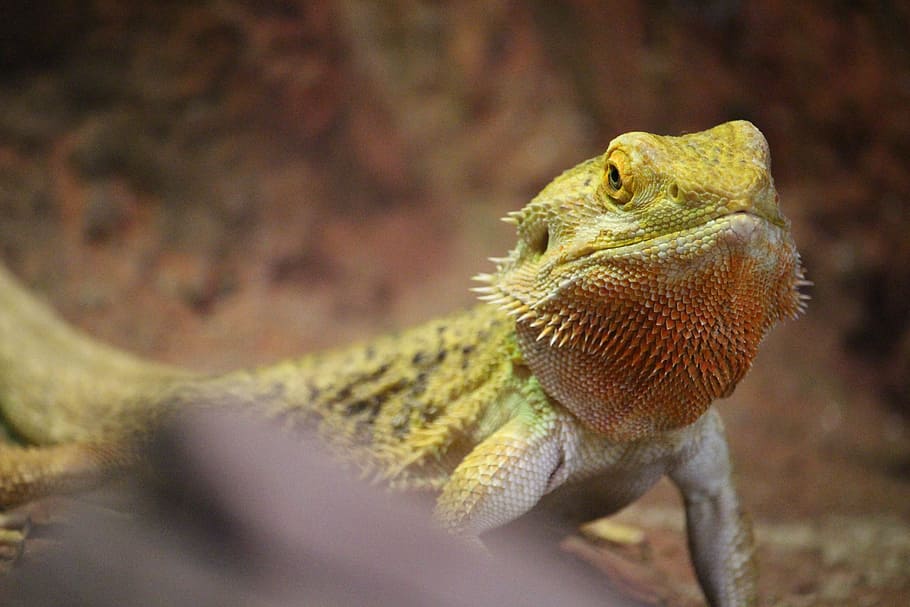 animal, the lizard, nature, animal themes, one animal, animal wildlife HD wallpaper