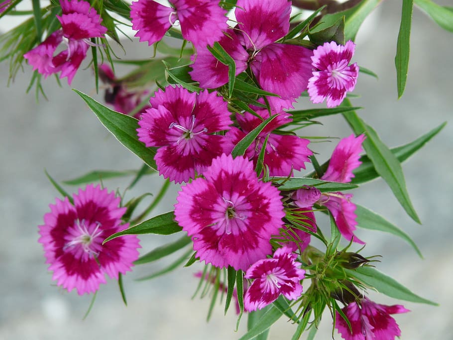 Carnation, Flower, Blossom, Bloom, bush elke, pink, flora, plant HD wallpaper
