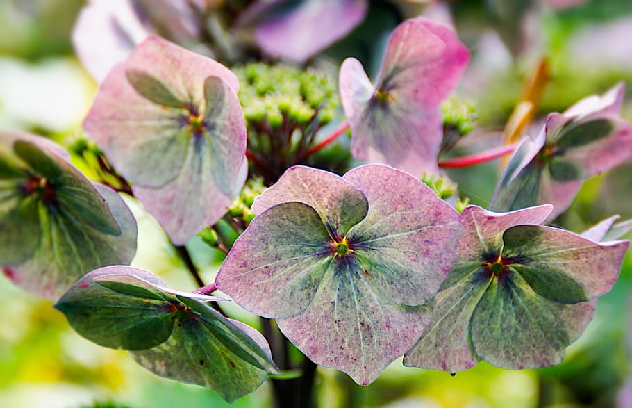 hydrangea, flowers, blue, blossom, bloom, hydrangea flower HD wallpaper