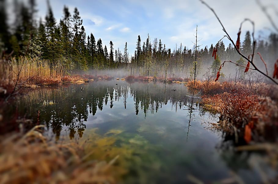 body of water near tree with misty weather, landscape, marsh HD wallpaper