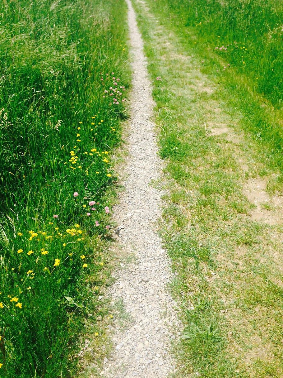 away, meadow, field, grass, nature, outdoors, road, green Color HD wallpaper