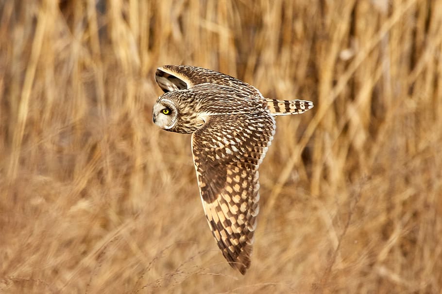 shallow focus photography of owl flying, brown owl flying in shallow focus photography HD wallpaper