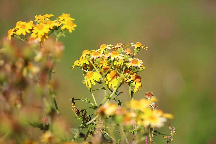 flower nature happy bloom