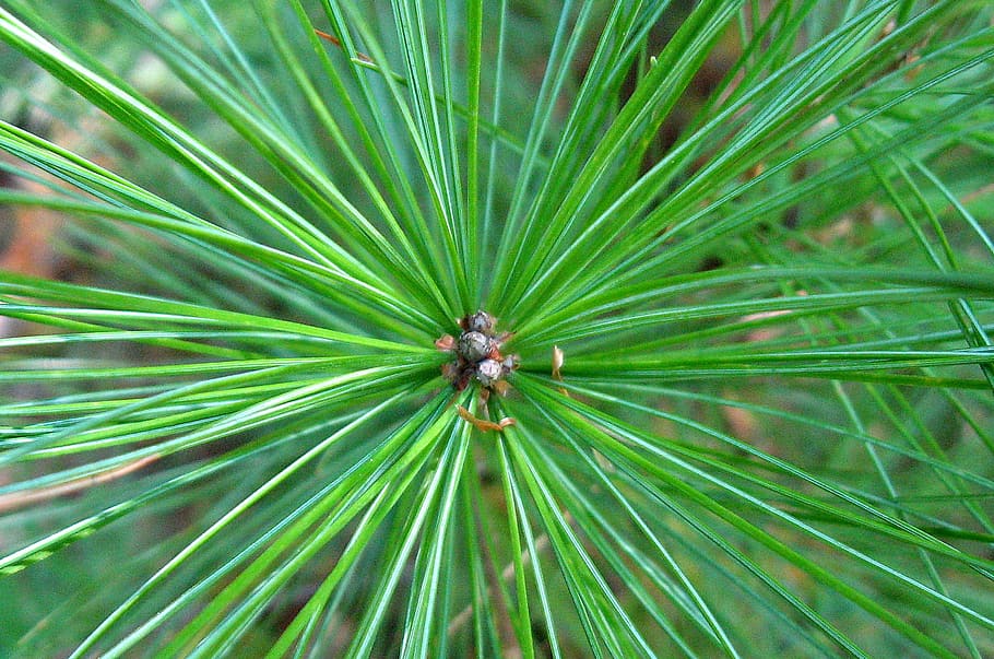 pine tree, pine needles, evergreen, fir, conifer, nature, tree bud HD wallpaper