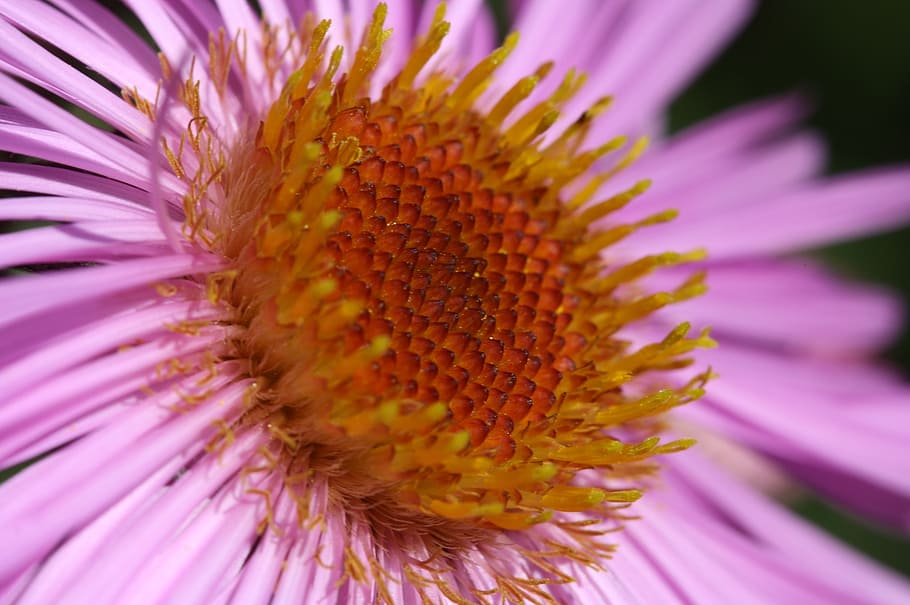 flower, blossom, bloom, pollen, purple, stamp, flowering plant HD wallpaper